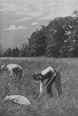 Digging Potatoes In A Woody Field