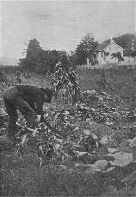 Binding Indian Corn