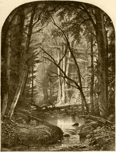 Brook In The Catskills Enclosed By Birch Trees