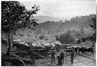 The Cows AT The Pasture Bars